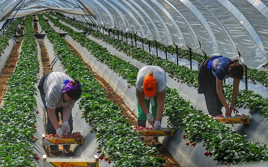 Đơn hàng XKLĐ Hy Lạp nào phù hợp nhất với bạn? 5 Xuất khẩu lao động Hy Lạp - Việc làm Hy Lạp thời vụ ngành nông nghiệp