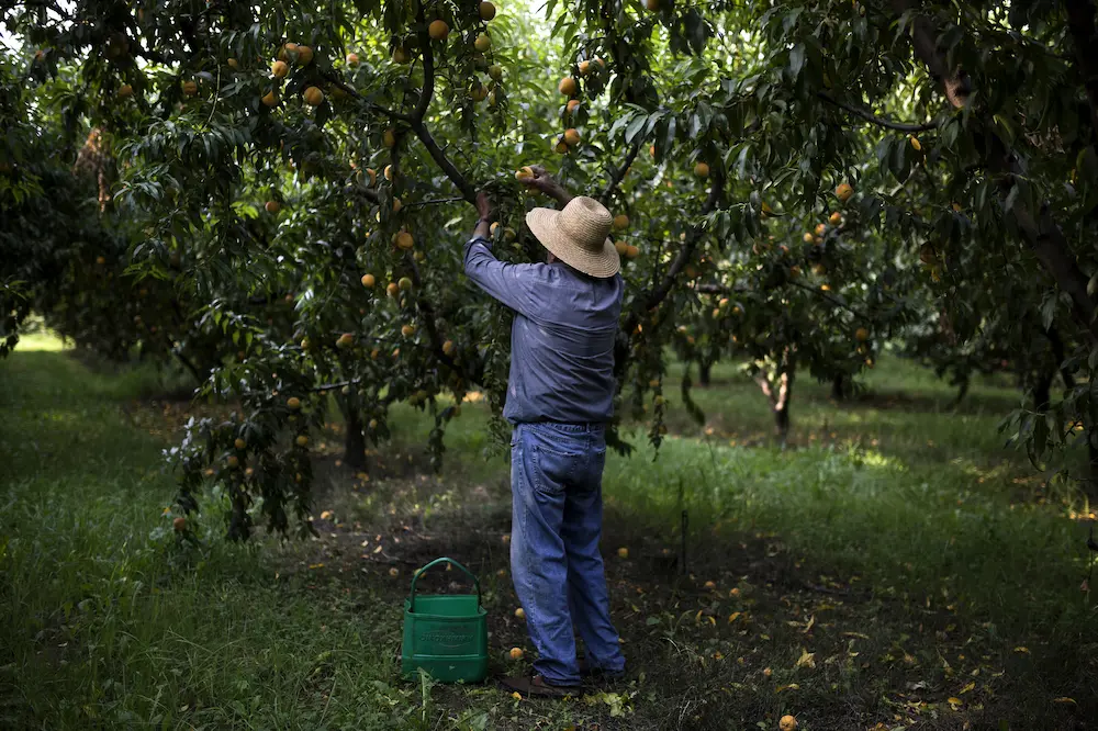 Đơn hàng XKLĐ Hy Lạp nào phù hợp nhất với bạn? 1 XKLĐ Hy lạp - việc làm hy lạp ngành nông nghiệp