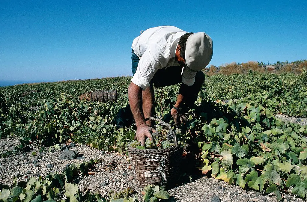 Có nên đi XKLĐ Hy Lạp không? Phân tích thực tế về việc làm Hy Lạp cho lao động Việt 2 công việc thực tế tại hy lạp của một người nông dân đang hái nho