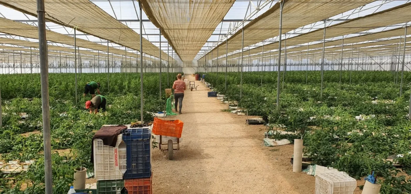 15 Điều khi tìm việc làm Hy Lạp nhất định phải biết để tránh mất tiền oan Hình ảnh thực tế làm việc ở Hy Lạp trong ngành nông nghiệp