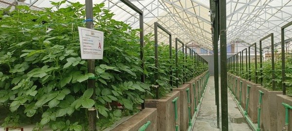 trang trại cà chua trong nhà kính tại Litva