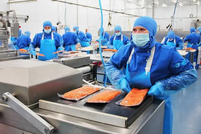 công nhân chế biến thủy hải sản cá hồi tại na uy